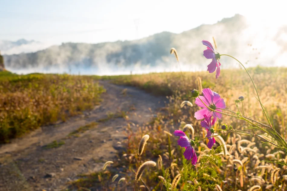21 Dirt path with flowers in the foreground