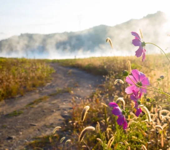 21 Dirt path with flowers in the foreground